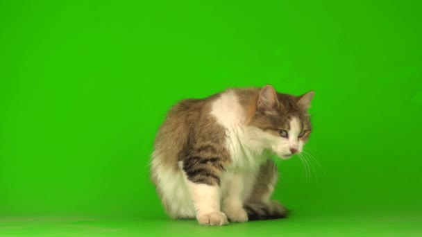 Gran Gato Gris Esponjoso Una Pantalla Fondo Verde — Vídeo de stock