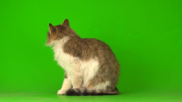 Gran Gato Gris Esponjoso Una Pantalla Fondo Verde — Vídeo de stock