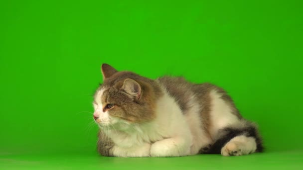 Big Fluffy Gray Cat Green Background Screen — Stock Video