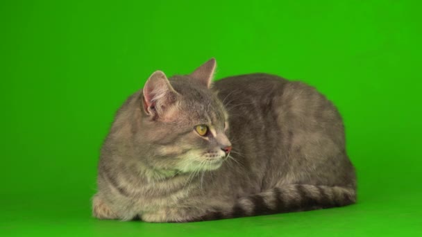 大绒毛灰猫在绿色的背景屏幕上 — 图库视频影像