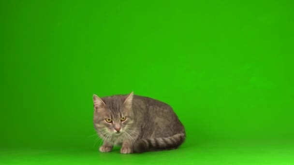 Stor Fluffig Grå Katt Grön Bakgrundsskärm — Stockvideo