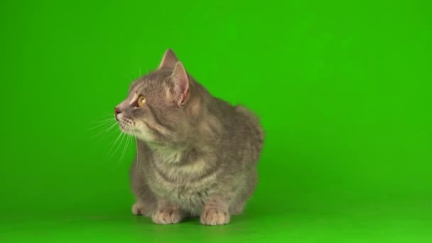 Velká Načechraná Šedá Kočka Zeleném Pozadí Obrazovky — Stock video