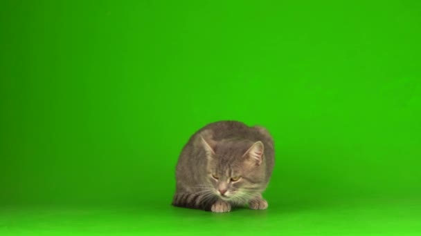 Gran Gato Gris Esponjoso Una Pantalla Fondo Verde — Vídeos de Stock