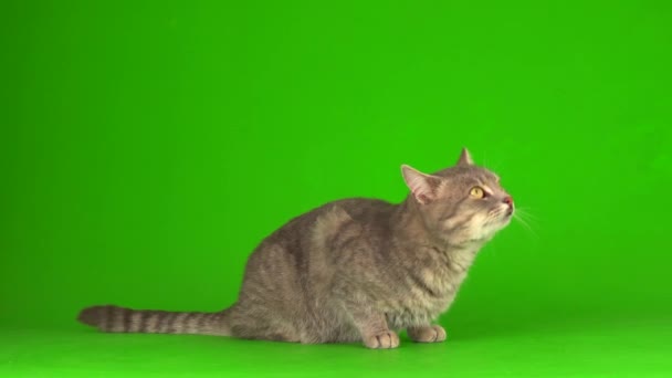 Gran Gato Gris Esponjoso Una Pantalla Fondo Verde — Vídeos de Stock