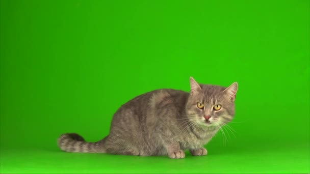 Gros Chat Gris Moelleux Sur Écran Vert — Video