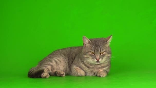 Big Fluffy Gray Cat Green Background Screen — Stock Video