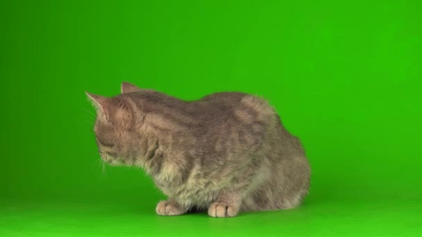 Великий Пухнастий Сірий Кіт Зеленому Тлі Екрану — стокове відео