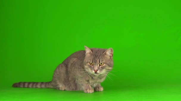 Duży Puszysty Szary Kot Zielonym Tle Ekranu — Wideo stockowe