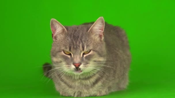 Большая Пушистая Серая Кошка Зеленом Фоне — стоковое видео