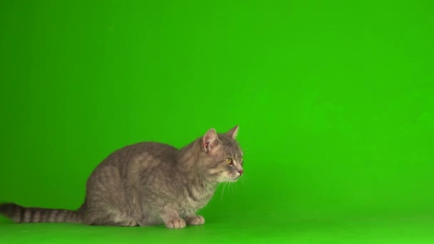 Große Flauschige Graue Katze Auf Grünem Hintergrund — Stockvideo