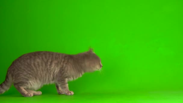 Velká Načechraná Šedá Kočka Zeleném Pozadí Obrazovky — Stock video