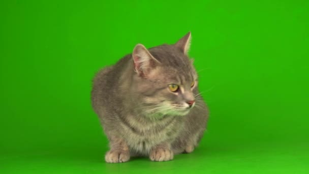 Stor Fluffig Grå Katt Grön Bakgrundsskärm — Stockvideo