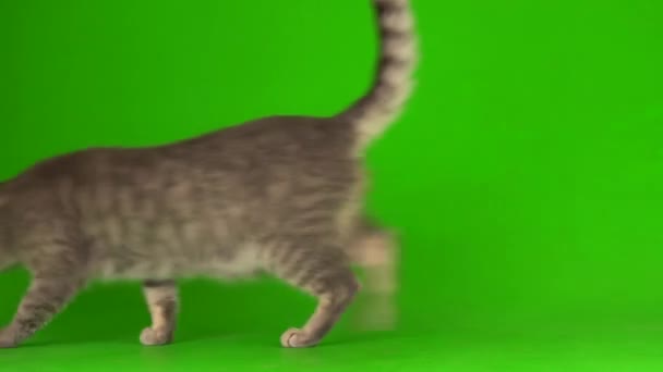 Μεγάλη Χνουδωτή Γκρι Γάτα Μια Πράσινη Οθόνη Φόντου — Αρχείο Βίντεο