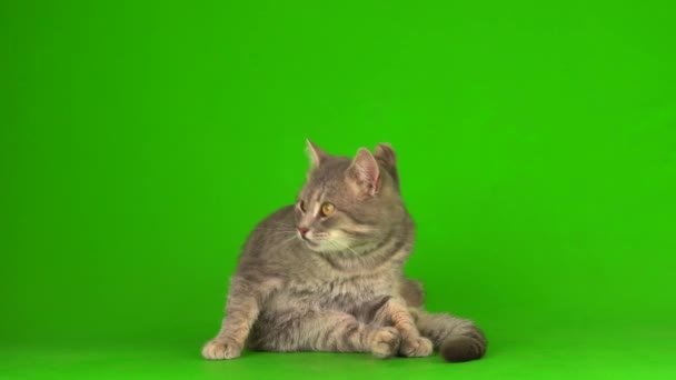 Big Fluffy Gray Cat Green Background Screen — Stock Video
