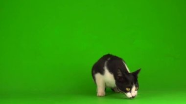 Yeşil arka planda siyah kedi.