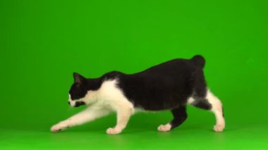 Yeşil arka planda siyah kedi.