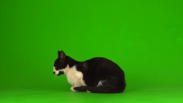 Gato Negro Una Pantalla Fondo Verde — Vídeos de Stock