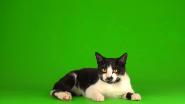 Чорний Кіт Зеленому Тлі Екрана — стокове відео