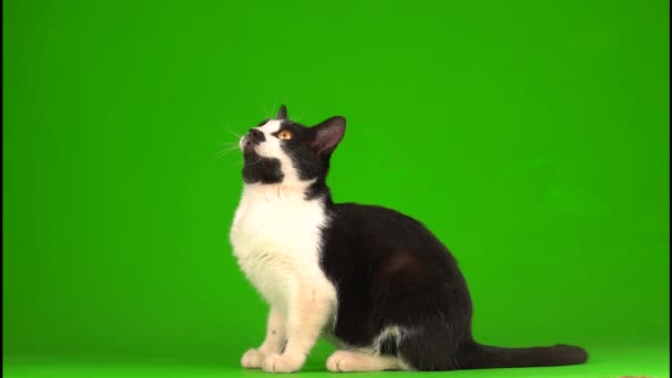 Svart Katt Grön Bakgrundsskärm — Stockvideo