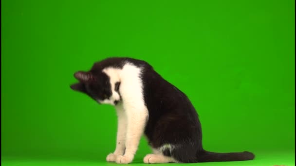 Czarny Kot Zielonym Tle Ekranu — Wideo stockowe