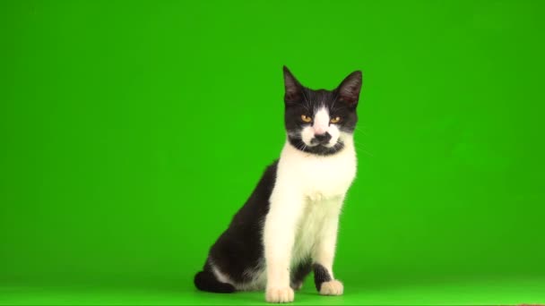 Чорний Кіт Зеленому Тлі Екрана — стокове відео