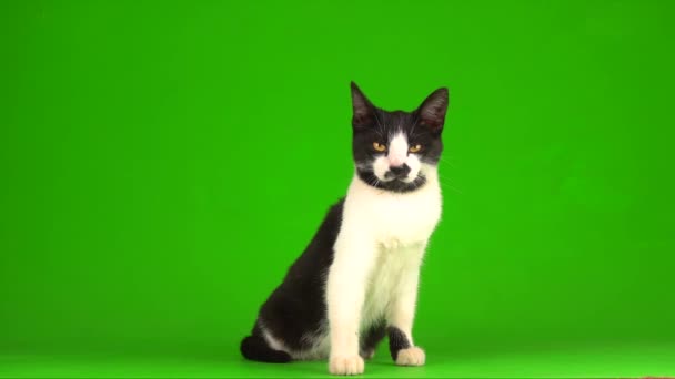 Black Cat Green Background Screen — Stock Video