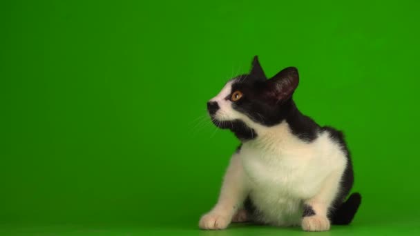 Μαύρη Γάτα Μια Πράσινη Οθόνη — Αρχείο Βίντεο