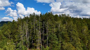 Kozalaklı orman manzarası ladin Adrspach Çek Cumhuriyeti