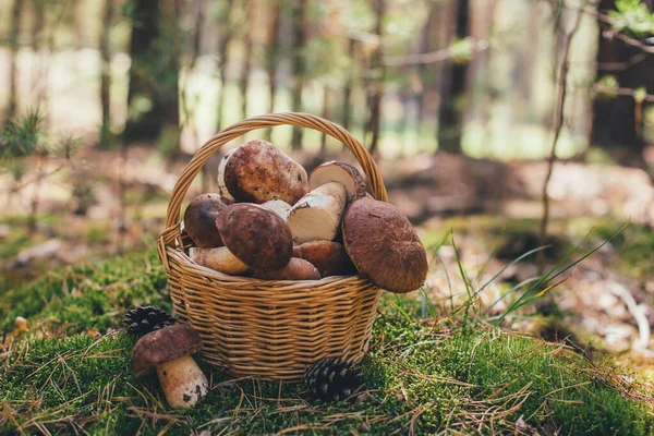 Cesta Con Setas Sobre Musgo Bosque — Foto de Stock