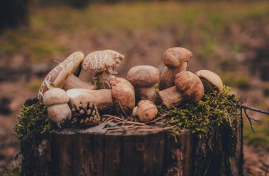 Kesik domuz mantarları ormandaki yosunlarla kaplanmış eski bir ağaç kütüğüne yayılmış.