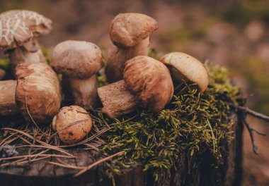 Yosunların üzerine birkaç domuz mantarı serpiştirilmiş.