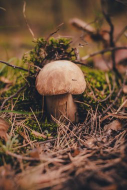 Beyaz mantar yosunların arasından filizlendi.