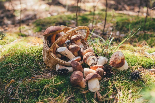 Basket Porcini Mushrooms — Stock Photo, Image