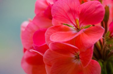 parlak ıtır süslemeleri yarda yaz gün