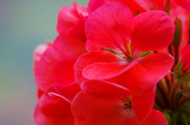 parlak ıtır süslemeleri yarda yaz gün