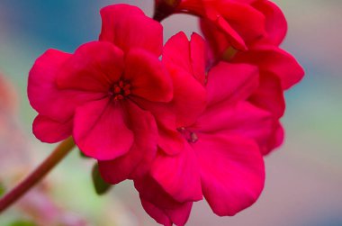 parlak ıtır süslemeleri yarda yaz gün