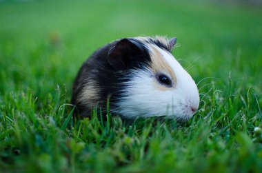 Kobay temiz havada yürüyor ve yeşil otları yiyor.