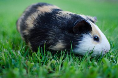 Kobay temiz havada yürüyor ve yeşil otları yiyor.