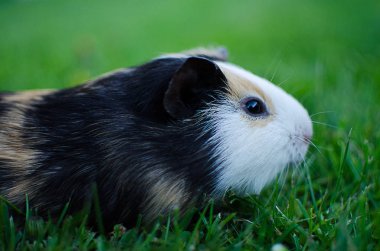Kobay temiz havada yürüyor ve yeşil otları yiyor.