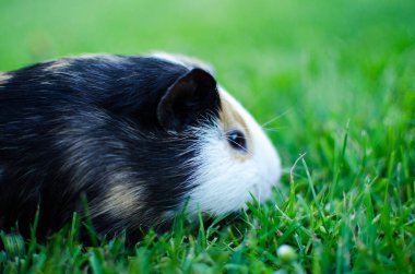Kobay temiz havada yürüyor ve yeşil otları yiyor.