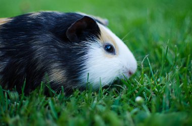 Kobay temiz havada yürüyor ve yeşil otları yiyor.