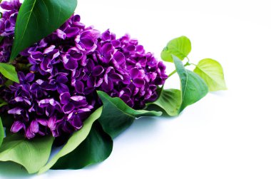 Güzel bir hediye için bir tatil anne bahar büyüyen leylak çalılar Şubesi