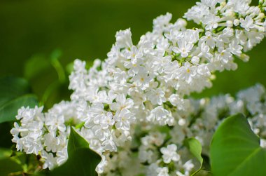 Güzel bir hediye için bir tatil anne bahar büyüyen leylak çalılar Şubesi