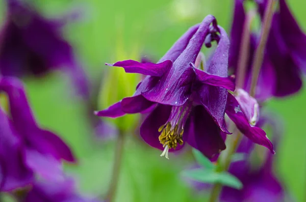 Magas Columbine Virágok Tavaszi Szabadföldi — Stock Fotó