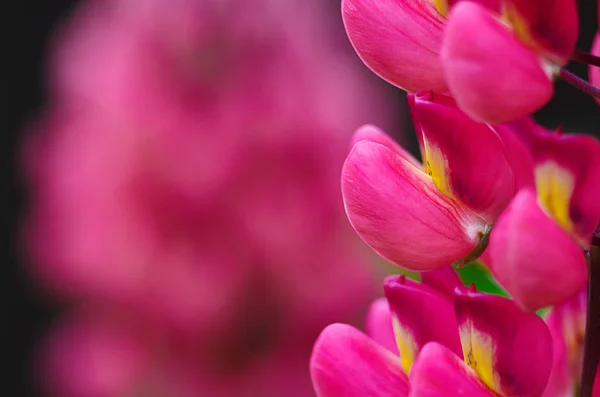 Fragrant Flowers Lupine Fresh Air Summer — Stock Photo, Image