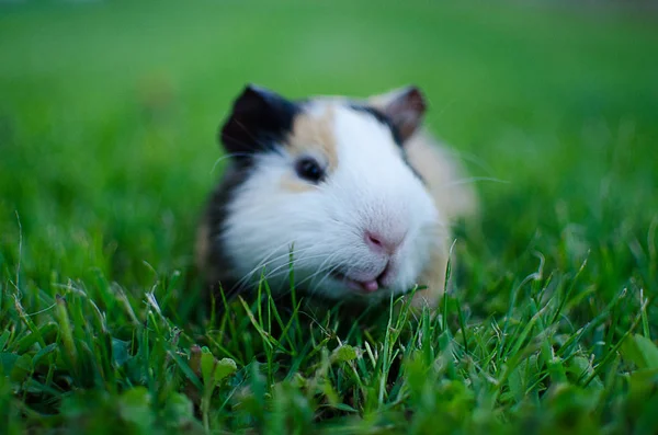 Cavia Passeggiate All Aria Aperta Mangiare Erba Verde — Foto Stock