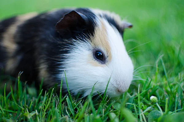 guinea pig walks in the fresh air and eating green grass