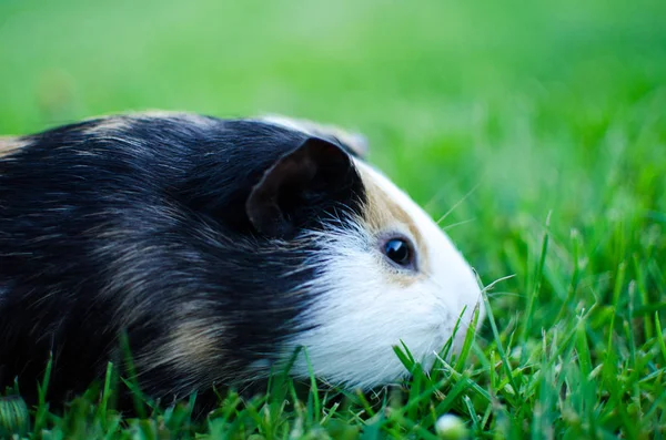 guinea pig walks in the fresh air and eating green grass