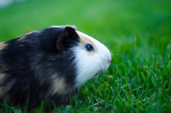 Conejillo Indias Camina Aire Libre Comer Hierba Verde — Foto de Stock