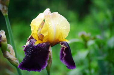 Uzun boylu ve büyük açık havada veya beyaz bir arka plan üzerinde süsen çiçekler